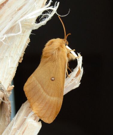 Lasiocampidae